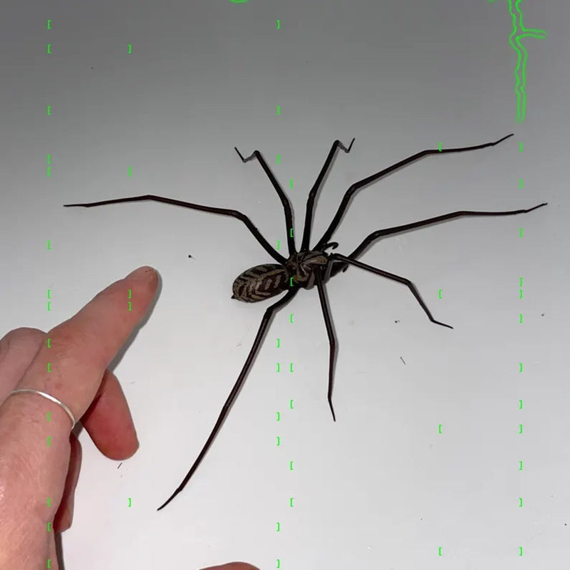 Plastic Spider as Decoration - Novelty Ornament