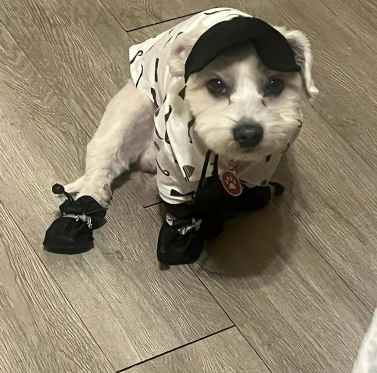 PawGuard Dog Boots